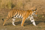 Tiger - Tijger - Panthera tigris