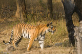 Tiger - Tijger - Panthera tigris