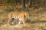 Tiger - Tijger - Panthera tigris