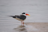 Indian Skimmer - Indische Schaarbek - Rhynchops albicollis