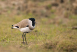 River Lapwing - Indische Sporenkievit - Vanellus duvaucelii