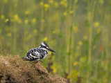 Pied Kingfisher - Bonte IJsvogel - Ceryle rudis