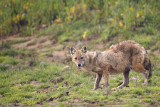 Golden Jackal - Goudjakhals - Canis aureus