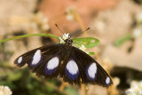Danaid Eggfly - Hypolimnas misippus