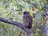 Brown Fish Owl - Bruine Visuil - Ketupa zeylonensis