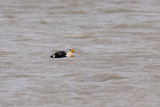 King Eider - Koningseider - Somateria spectabilis