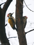 Common Flameback - Javaanse Goudrugspecht - Dinopium javanense