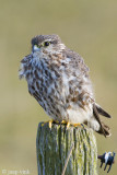 Merlin - Smelleken - Falco columbarius