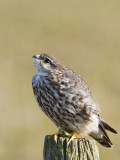 Merlin - Smelleken - Falco columbarius