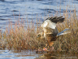 Western Marsh Harrier - Bruine Kiekendief - Circus aeruginosus