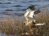 Western Marsh Harrier - Bruine Kiekendief - Circus aeruginosus