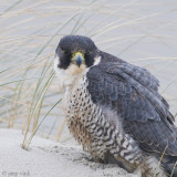 Peregrine - Slechtvalk - Falco peregrinus