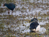 Knob-billed Duck - Knobbeleend - Sarkidiornis melanotos