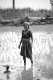 Planting at Ghorka 1