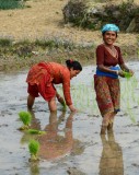  Ghorka paddy 3
