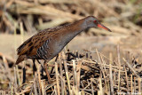 Rallus aquaticus (water rail - porciglione)