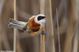 Remiz pendulinus (penduline tit-pendolino) 