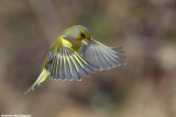 Carduelis chloris (greenfinch-verdone)