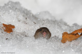Microtus subterraneus (common pine vole - arvicola sotteranea)