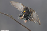 Sturnus vulgaris (common starling-storno)