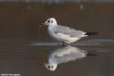 Larus ridibundus (black headed gull-gabbiano comune)