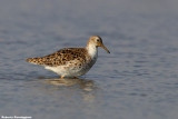 Philomachus pugnax (ruff - combattente)
