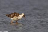 Philomachus pugnax (ruff - combattente)