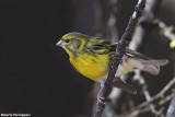 Serinus serinus (serin - verzellino)