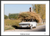 Uzbekistan, harvest 