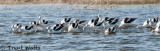 American Avocet on fall migration