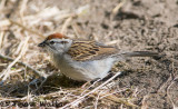 Chipping Sparrow gathering nesting materail