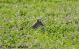 Coyote in flowering alfalfa field.