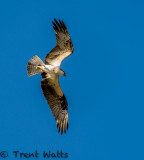 Osprey