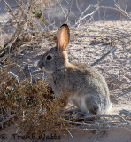 Desert Cottontail