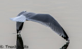 Wings just touching water.