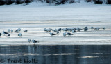 Gulls on river ice.