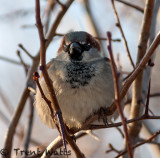 House Sparrow in winter