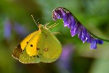 Colias croceus navadni senožetnik  dsc_0506TNx