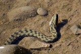 Natrix tessellata  kobranka dsc_0200xNTpb