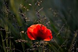 Papaver rhoeas poljski mak 