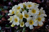 Primrose Primula vulgaris trobentica  dsc_1198(2)pb