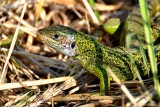Lacerta viridis  zelenec sc_0173xNpb