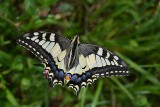 Swallowtail Papilio machaon lastovičarr dsc_0227Nzpb