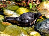 Black bird Turdus merula  kos DSC_0261xpb