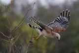 Red Shouldered Hawk