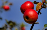 Some apples