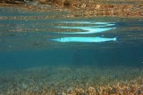 Crocodile needlefish