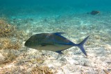 Bluefin trevally (Caranx melampygus)