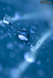 Cabbage Water