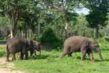 Ritigale Elephant Transit Home